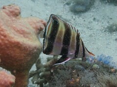 Chelmonops truncatus