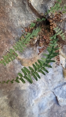 Asplenium resiliens