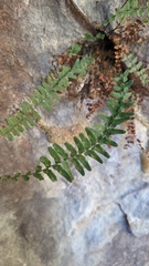 Asplenium resiliens