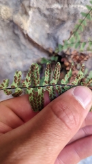 Asplenium resiliens