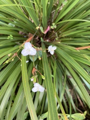 Libertia