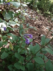 Scutellaria dumetorum