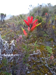 Castilleja integrifolia