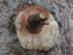 Russula ventricosipes