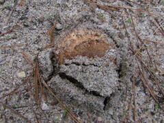 Russula ventricosipes