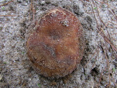 Russula ventricosipes