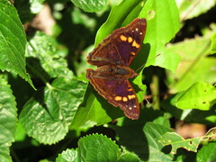 Doxocopa