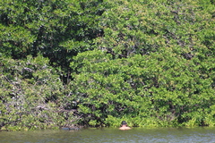 Laguncularia racemosa