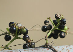 Cissus verticillata