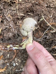 Gymnopilus punctifolius