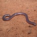 Spotted Blind Snake - Photo (c) John Sullivan, some rights reserved (CC BY-NC), uploaded by John Sullivan