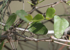 Cissus verticillata