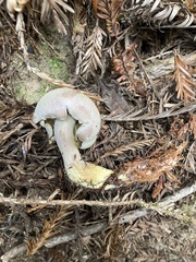 Gymnopilus punctifolius