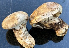 Catathelasma