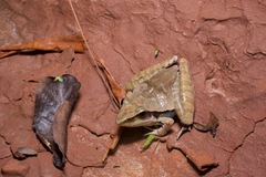 Ptychadena longirostris