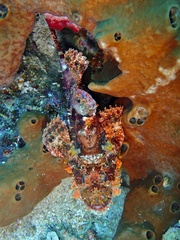 Scorpaenopsis