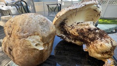 Catathelasma