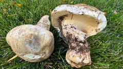 Catathelasma