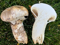 Catathelasma