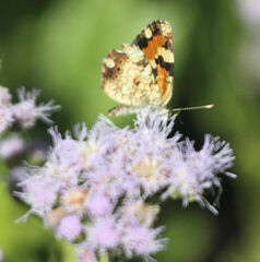 Phyciodes phaon