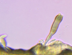 Catathelasma
