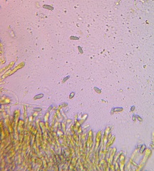Catathelasma