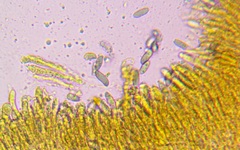 Catathelasma