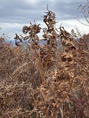 Pteridium aquilinum latiusculum