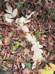 Angelica triquinata