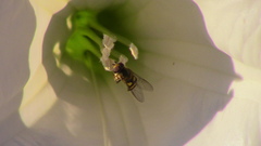 Syrphinae