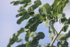 Erythrostemon mexicanus