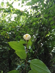 Philadelphus