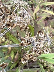 Angelica triquinata