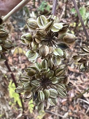 Angelica triquinata