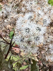 Ageratina roanensis