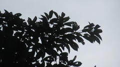 Ficus citrifolia