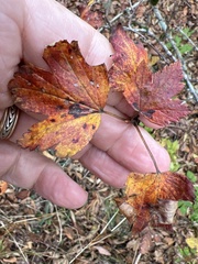Ribes cynosbati
