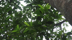 Ficus citrifolia