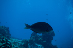 Acanthurus chirurgus