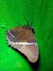 Siproeta epaphus