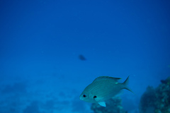 Azurina multilineata