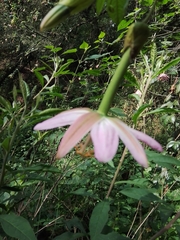 Passiflora tarminiana