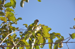 Eupsittula aurea