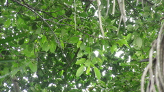 Ficus citrifolia