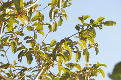 Eupsittula aurea