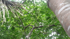 Ficus citrifolia
