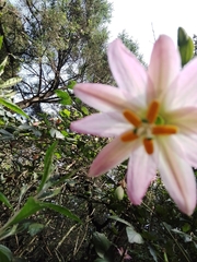 Passiflora tarminiana