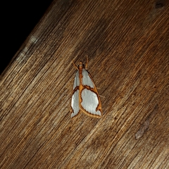 Argyria croceivittella