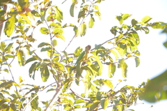 Eupsittula aurea