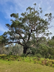 Eucalyptus viminalis